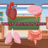 Bu Hangi Organdır? Oyunu